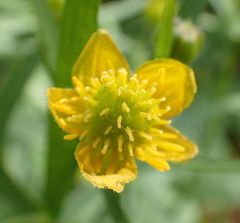 Ranunculus auricomus