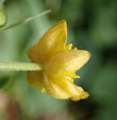 Ranunculus auricomus