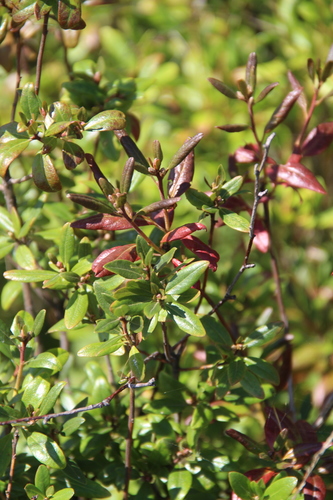 daurian rhododendron