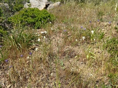 Dipterostemon capitatus capitatus