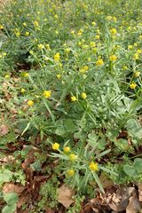 Ranunculus auricomus