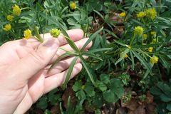 Ranunculus auricomus