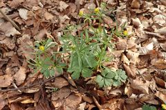 Ranunculus auricomus
