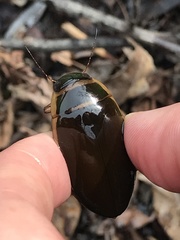 Dytiscus cordieri