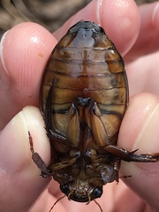 Dytiscus cordieri