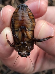 Dytiscus cordieri