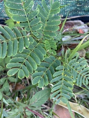 Fabaceae