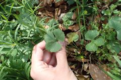 Ranunculus auricomus