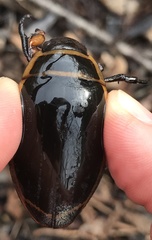 Dytiscus harrisii