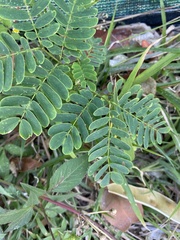Fabaceae