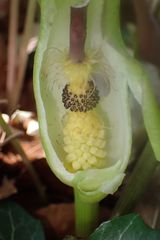 Arum maculatum