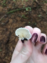 Panellus mitis