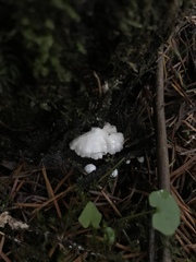 Panellus mitis