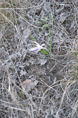 Colchicum bulbocodium versicolor