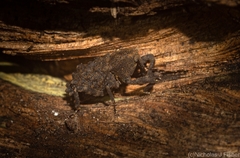 Poropterus variabilis