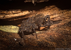 Poropterus variabilis