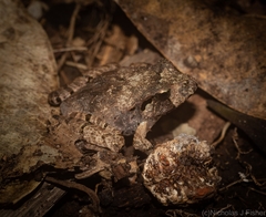 Platyplectrum fletcheri