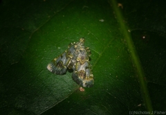 Arescoptera haplocala