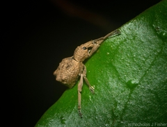 Leptopius tetraphysodes