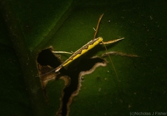 Cyphosticha pyrochroma