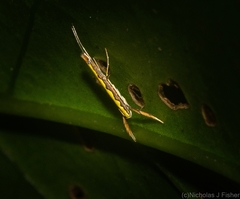 Cyphosticha pyrochroma