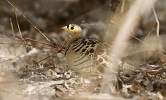 Pterocles quadricinctus