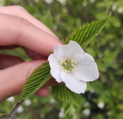 Rhodotypos
