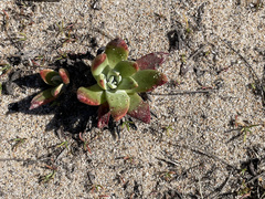 Dudleya farinosa