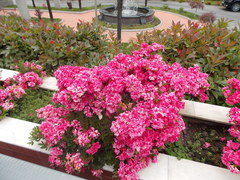 Rhododendron japonicum