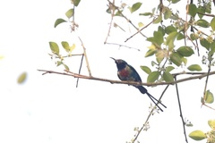 Cinnyris pulchellus pulchellus