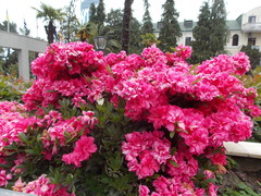 Rhododendron japonicum