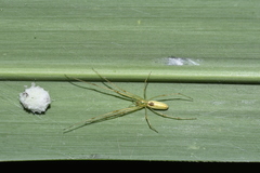 Tetragnatha squamata