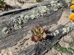 Dudleya farinosa