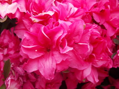 Rhododendron japonicum