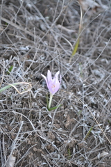 Colchicum bulbocodium versicolor