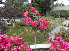 Rhododendron japonicum