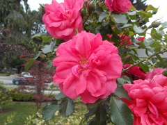 Rhododendron japonicum
