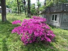 Rhododendron japonicum