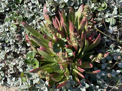 Dudleya farinosa