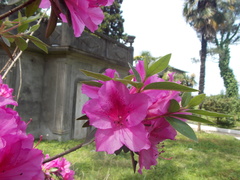 Rhododendron japonicum