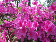 Rhododendron japonicum