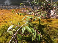 Cotoneaster salicifolius