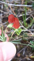 Lathyrus amphicarpos