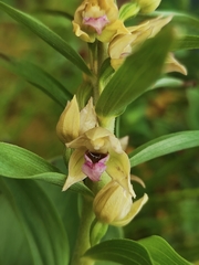 Epipactis helleborine tremolsii