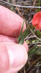 Lathyrus amphicarpos