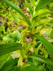 Epipactis helleborine tremolsii