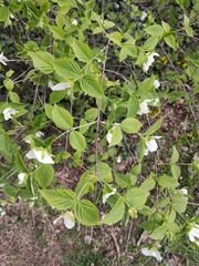 Rhodotypos