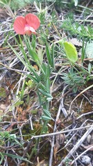 Lathyrus amphicarpos