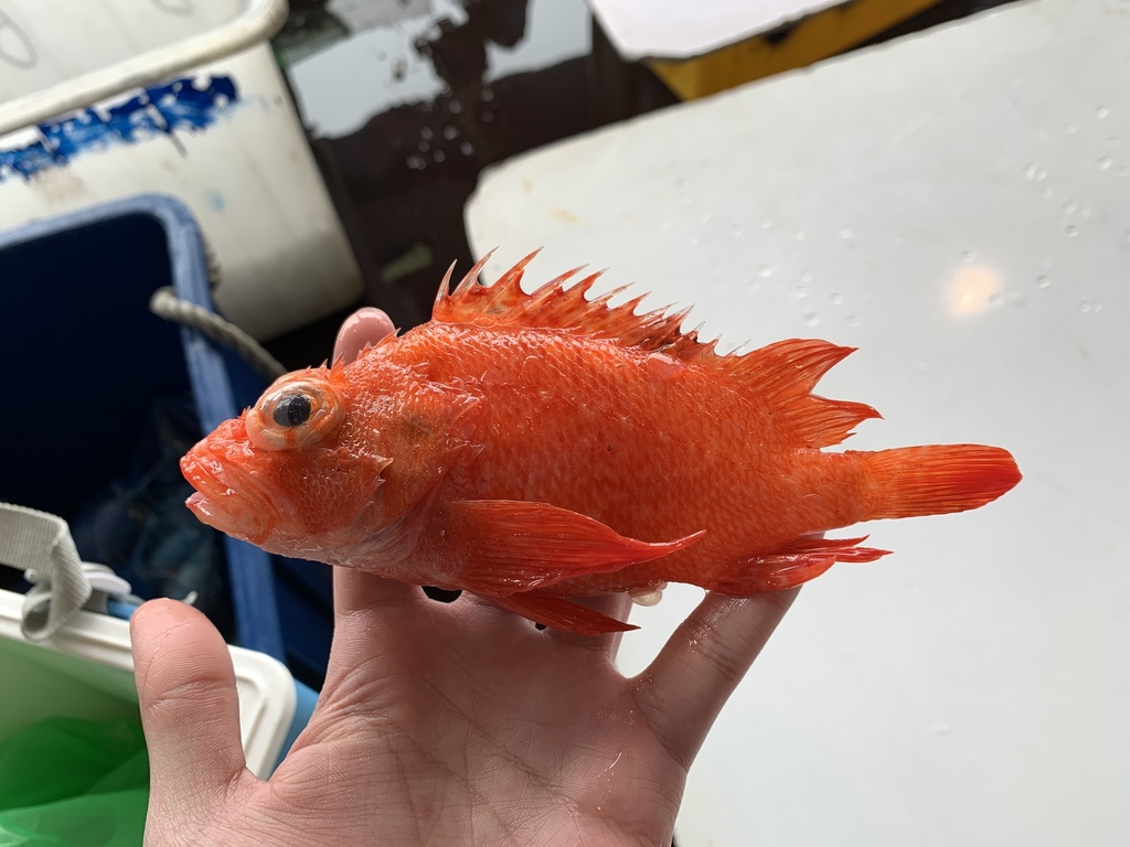 Fringed scorpionfish (Thysanichthys crossotus) — Scorpaenidae