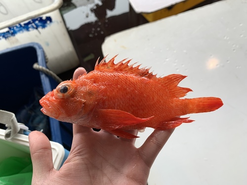 Thysanichthys crossotus